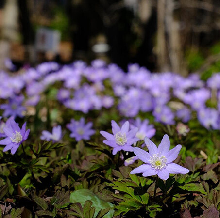 六甲高山植物園～春を告げる純白の花～「ミズバショウ」の群落が見頃です！