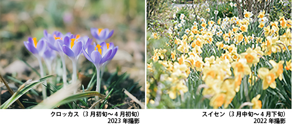 ROKKO森の音ミュージアム エリア内春のSIKIガーデンが見頃です