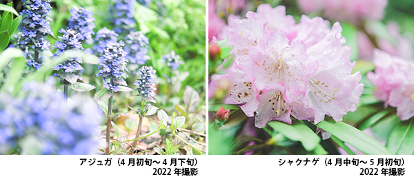 ROKKO森の音ミュージアム エリア内春のSIKIガーデンが見頃です