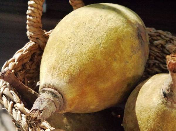 4/15(土)～16(日) 代々木公園で開催のエコやオーガニックに根ざしたイベント「earth garden“春”2023」にバオバブスキンケアとクラフトラム酒が共同出店