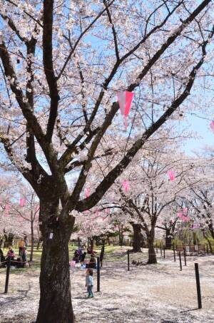 お花見と「こもろ」の美味しいを楽しむ「KOMORO FOOD MARKET」も！長野県小諸市 小諸城址懐古園「桜まつり」が開催