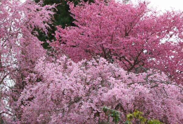 さくらがまもなく満開をむかえる京都洛北『花宝苑』で4月16日(日)「癒しの歌声コンサート」を開催！