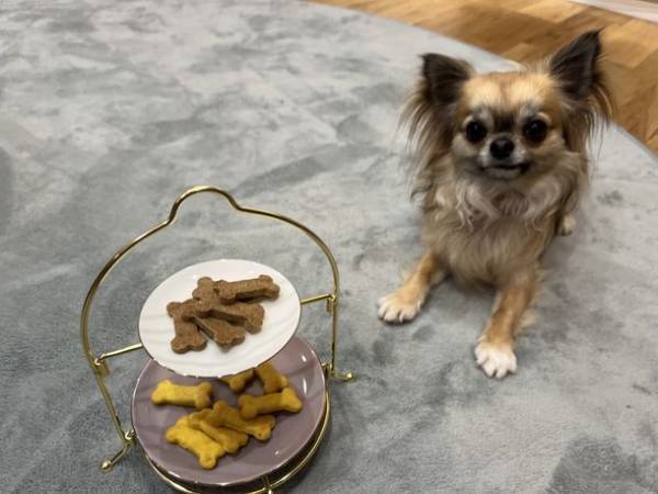 ＜愛犬と一緒に愉しめる洋菓子店＞オシャレで落ち着きのあるプライベート空間「Porte Bonheur(ポルトボヌール)」4月12日グランドオープン