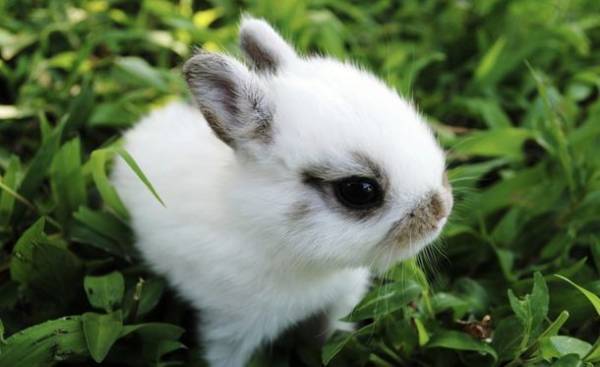 京セラドーム大阪にペットが大集合！「みんな大好き！！ペット王国2023」が5月3日・4日に開催