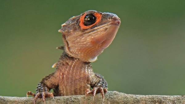 京セラドーム大阪にペットが大集合！「みんな大好き！！ペット王国2023」が5月3日・4日に開催