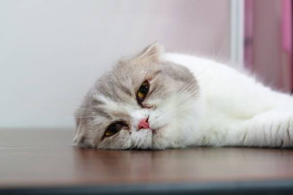 京セラドーム大阪にペットが大集合！「みんな大好き！！ペット王国2023」が5月3日・4日に開催