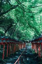 京都「貴船神社」にて新緑ライトアップを5月3日から開催　～境内一帯が約三千本の青もみじに包まれる新緑の名所～