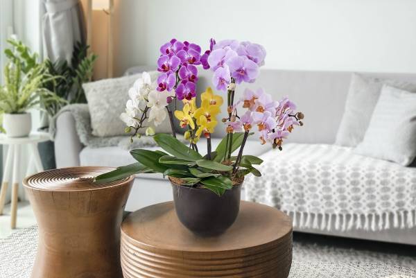 花のサブスクリプションサービス「ハナノヒ365days」から新コース2種類、お花とともに贅を極める「Kiwami」 と推し活を華やかに演出する「推しに捧げる」4月7日(金)申込受付開始～生産者と専任バイヤーこだわりの旬の生花や鉢植え、推しカラーの生花を毎月お届け～