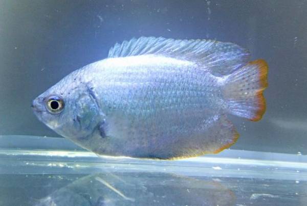 季節を彩る花と魚たちのコラボレーション！『ブルーミング アクアワールド・大洗～スプリング～』ネモフィラ水槽が今年も登場！