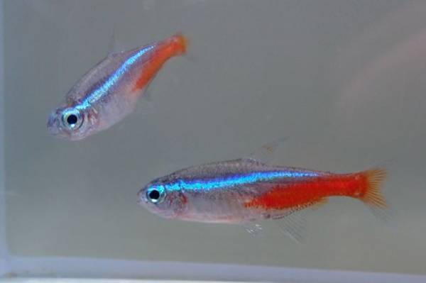 季節を彩る花と魚たちのコラボレーション！『ブルーミング アクアワールド・大洗～スプリング～』ネモフィラ水槽が今年も登場！