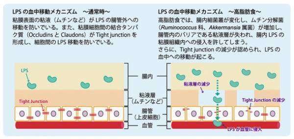 ENZAMINの主要成分“菌体外多糖EPS(レバン)”が腸内バランスを改善し腸内バリア機能を高め、メタボを予防することを発表