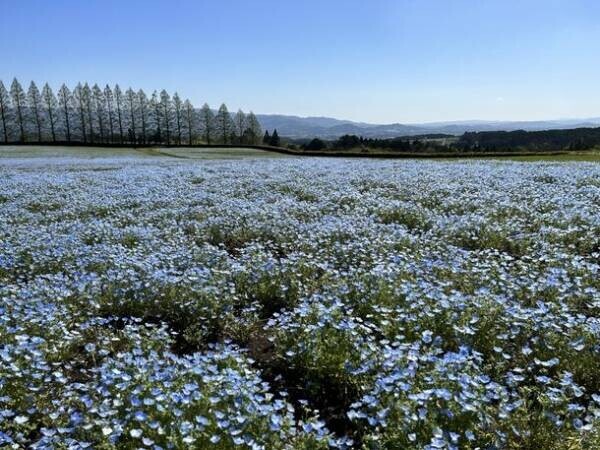 40万本のネモフィラが見頃を迎えた「花の駅生駒高原」で春の花々やグルメを堪能できる「ポピー祭り」を開催