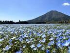 40万本のネモフィラが見頃を迎えた「花の駅生駒高原」で春の花々やグルメを堪能できる「ポピー祭り」を開催