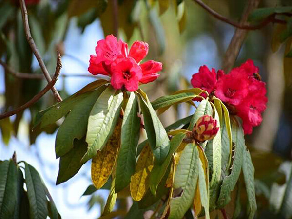 六甲高山植物園 ヒマラヤに咲く深紅のシャクナゲ～ ロードデンドロン・アルボレウムが見頃です ～