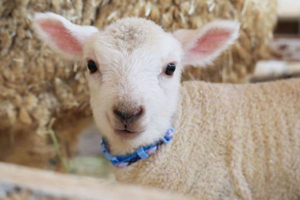 こもれび森のイバライドで“かわいい仔ヒツジ”が5頭誕生！「仔ヒツジお名前募集」を4/14(金)～4/23(日)に実施