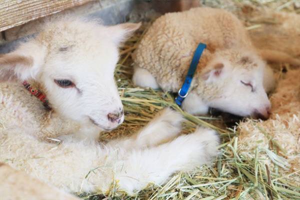 こもれび森のイバライドで“かわいい仔ヒツジ”が5頭誕生！「仔ヒツジお名前募集」を4/14(金)～4/23(日)に実施