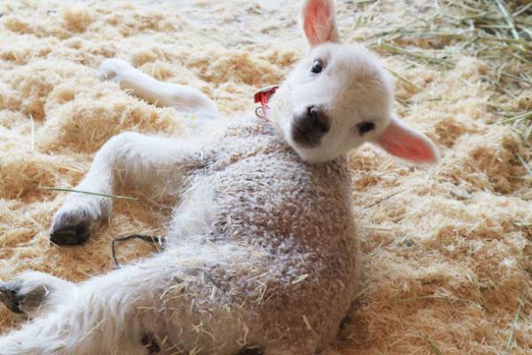こもれび森のイバライドで“かわいい仔ヒツジ”が5頭誕生！「仔ヒツジお名前募集」を4/14(金)～4/23(日)に実施