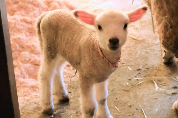 こもれび森のイバライドで“かわいい仔ヒツジ”が5頭誕生！「仔ヒツジお名前募集」を4/14(金)～4/23(日)に実施