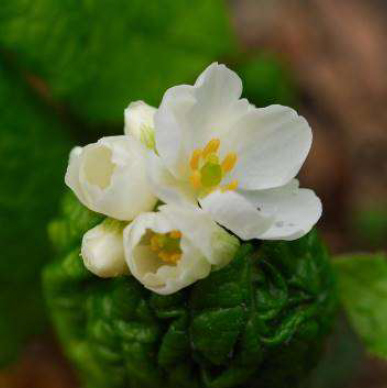 六甲高山植物園 雨に濡れると透ける花「サンカヨウ」が開花しました！