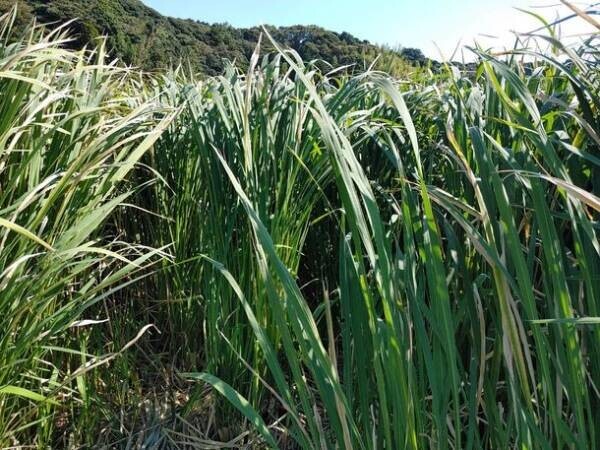 古代から日本に自生し、神聖な植物として神事などに重宝されてきた「真菰(まこも)」のミニアート展＆ワークショップ　国際文化学園の美容考古学研究所で4/26(水)開催