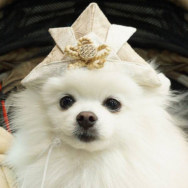 SNSでも話題沸騰中！端午の節句に向けた「袴風ペットウェア＆ペット用カブト」を販売開始