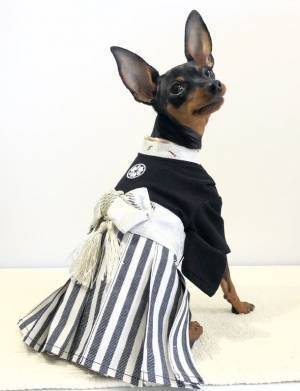 SNSでも話題沸騰中！端午の節句に向けた「袴風ペットウェア＆ペット用カブト」を販売開始