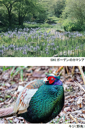 ROKKO森の音ミュージアム ゴールデンウィーク期間限定朝のSIKIガーデン＆楽器準備公開自動演奏バイオリンの調弦など公開実演