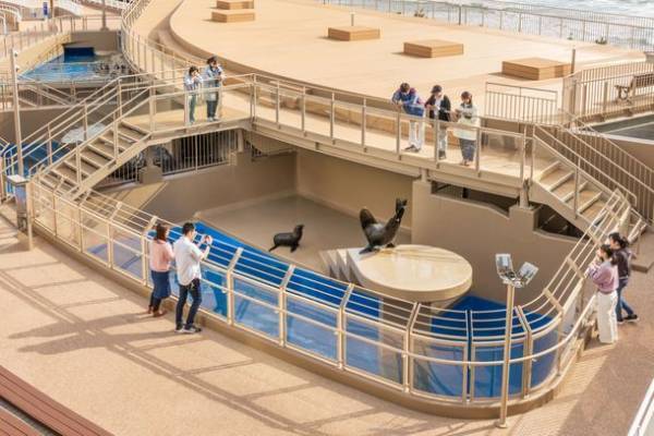 新屋外エリア「オーシャンテラス」でペンギンたちの新プログラム開始！ゴールデンウィークはアクアワールド・大洗で楽しもう♪