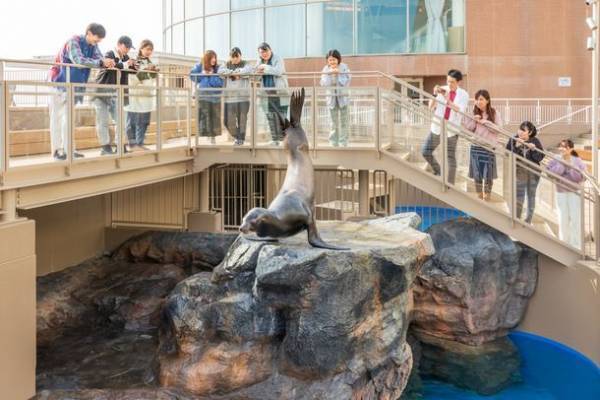 新屋外エリア「オーシャンテラス」でペンギンたちの新プログラム開始！ゴールデンウィークはアクアワールド・大洗で楽しもう♪