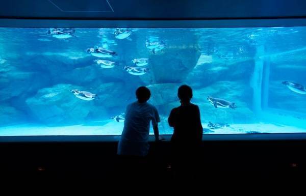 新屋外エリア「オーシャンテラス」でペンギンたちの新プログラム開始！ゴールデンウィークはアクアワールド・大洗で楽しもう♪