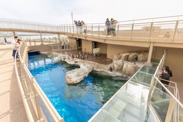 新屋外エリア「オーシャンテラス」でペンギンたちの新プログラム開始！ゴールデンウィークはアクアワールド・大洗で楽しもう♪
