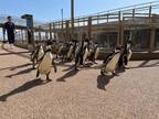 新屋外エリア「オーシャンテラス」でペンギンたちの新プログラム開始！ゴールデンウィークはアクアワールド・大洗で楽しもう♪