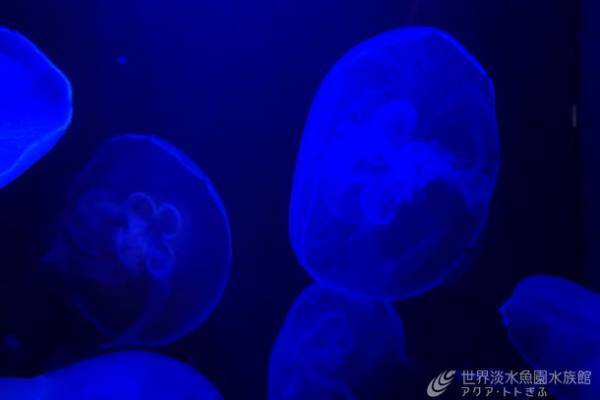 図鑑の世界に飛び込んで古代生物を学ぶ企画展を開催