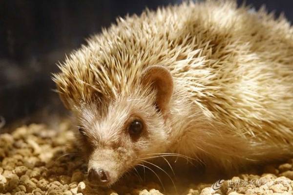 図鑑の世界に飛び込んで古代生物を学ぶ企画展を開催