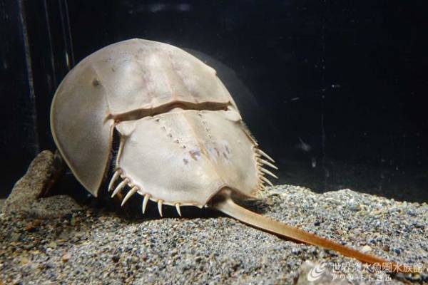 図鑑の世界に飛び込んで古代生物を学ぶ企画展を開催