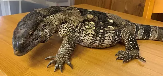 【あべのハルカス近鉄本店】Ｇo！Ｇo！ゴールデンウィーク大人気催事が大集結＆ランドセル大祭典