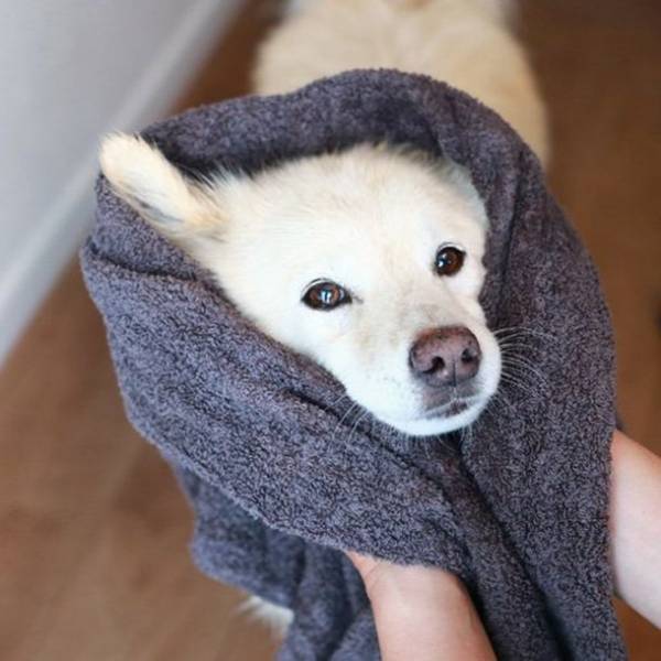 デロリアンズの犬用レインコートで雨の日散歩　愛犬の写真・動画をInstagramにて5月31日まで募集