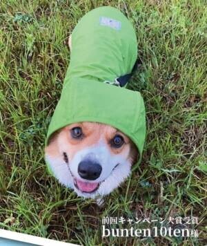 デロリアンズの犬用レインコートで雨の日散歩　愛犬の写真・動画をInstagramにて5月31日まで募集