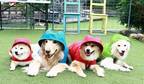 デロリアンズの犬用レインコートで雨の日散歩　愛犬の写真・動画をInstagramにて5月31日まで募集