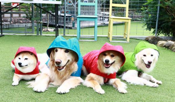 デロリアンズの犬用レインコートで雨の日散歩　愛犬の写真・動画をInstagramにて5月31日まで募集