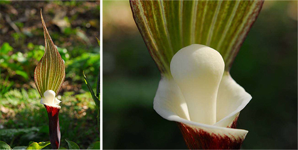 六甲高山植物園 ユニークな姿の人気者「ユキモチソウ」が見頃です！