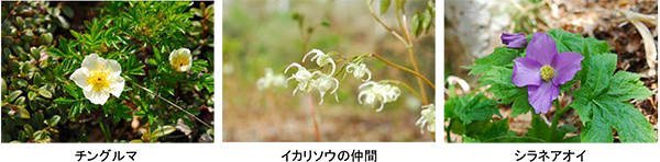 六甲高山植物園 ユニークな姿の人気者「ユキモチソウ」が見頃です！