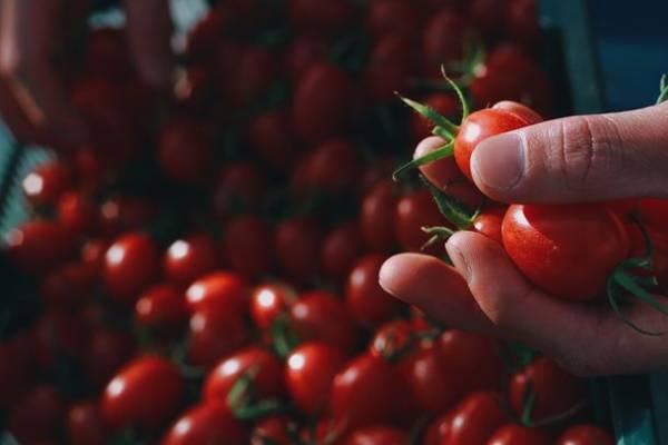 鹿児島のMATSUKI GARDENING、クラファン800％超達成の完熟アイコトマトジャムの追加販売を開始！