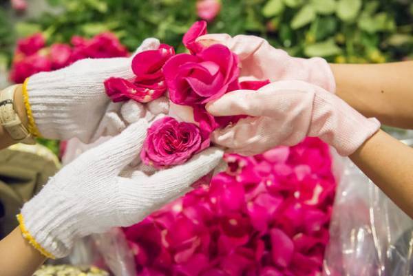 丸の内・行幸通りが70,000本の花で描かれる“東京花歌舞伎”！「TOKYO FLOWER CARPET 2023」開催！2023年5月20日(土)～5月22日(月)