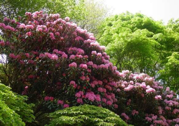 六甲高山植物園 ベストシーズン到来！花木の王様 ツクシシャクナゲが見頃です