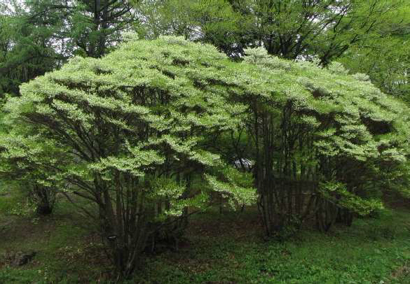 六甲高山植物園 ベストシーズン到来！花木の王様 ツクシシャクナゲが見頃です