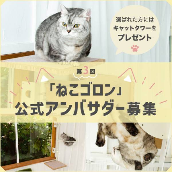 窓枠に付けるキャットタワー！Instagramにて『ねこゴロン』第3回公式アンバサダーを5月8日から5月21日まで募集