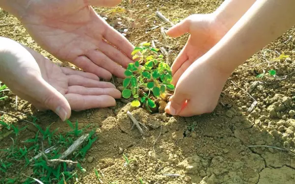 「モリンガ」は人類と地球の救世主！沖縄県で4,000本のモリンガを植林する団体が手がける無農薬モリンガ4商品