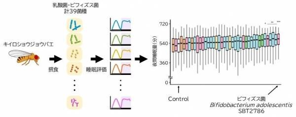 名古屋大学との産学協同研究講座においてビフィズス菌 Bifidobacterium adolescentis SBT2786 が睡眠を促進することを確認-学術雑誌「Genes to Cells」に掲載されました-