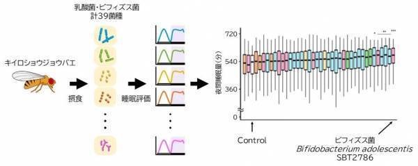 名古屋大学との産学協同研究講座においてビフィズス菌 Bifidobacterium adolescentis SBT2786 が睡眠を促進することを確認-学術雑誌「Genes to Cells」に掲載されました-